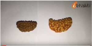 Identify Purity/Originality of Rudraksha Bead Mala